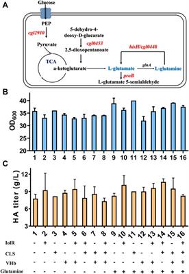 Indirect Pathway Metabolic Engineering Strategies for Enhanced Biosynthesis of Hyaluronic Acid in Engineered Corynebacterium glutamicum